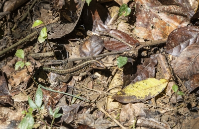 Rose-Bellied Lizard Cockscomb Belize 2020